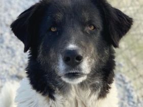 Filona, geb. ca. 12/2020, lebt in GRIECHENLAND, im städt. Tierheim Serres