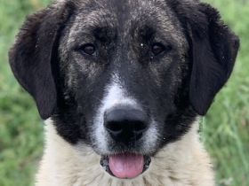 Finja, geb. ca. 05/2020, lebt in GRIECHENLAND, auf einer privaten Pflegestelle