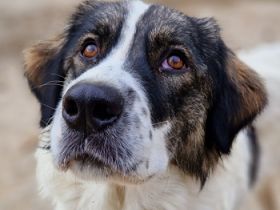 Kala, geb. ca. 10/2022, lebt in GRIECHENLAND, auf einer privaten Pflegestelle