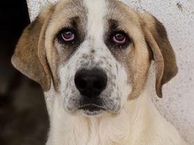 Lou, geb. ca. 11/2022, lebt in GRIECHENLAND, im städt. Tierheim Serres