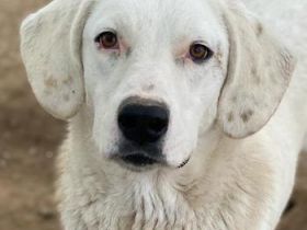 Melli, geb. ca. 10/2021, lebt in GRIECHENLAND, im städt. Tierheim Serres