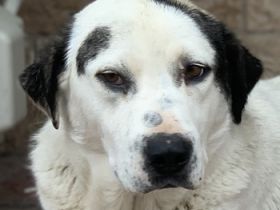 Morla, geb. ca. 01/2020, lebt in GRIECHENLAND, auf einer privaten Pflegestelle