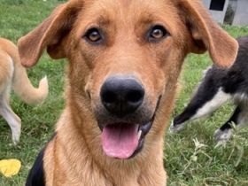 Pixie, geb. ca. 10/2022, lebt in GRIECHENLAND, im städt. Tierheim Serres