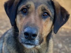 Rhea, geb. ca. 11/2021, lebt in GRIECHENLAND, auf einer privaten Pflegestelle