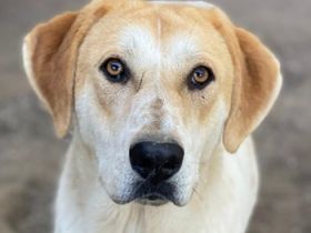 Roxi, geb. ca. 11/2022, lebt in GRIECHENLAND, im städt. Tierheim Serres