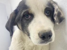 Sunshine, geb. ca. 11/2022, lebt in GRIECHENLAND, im städt. Tierheim Serres