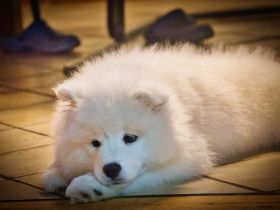 Reinrassige Samojeden Welpen