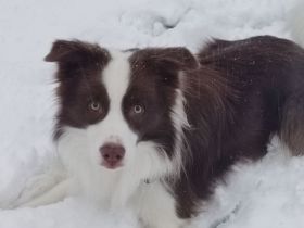 Border Collie Deckrüde Bary Hipnoza FCI