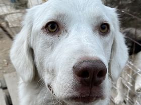 Alaska, geb. ca. 12/2021, lebt in GRIECHENLAND, im städt. Tierheim Serres