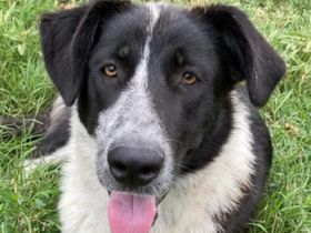 Baneike, geb. ca. 09/2022, lebt in GRIECHENLAND, im städt. Tierheim Serres