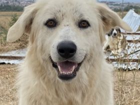 Felicitas, geb. ca. 12/2021, lebt in GRIECHENLAND, auf einem Gelände, auf dem die Hunde notdürftig v