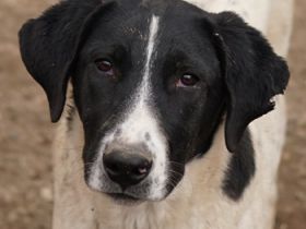 Foyala, geb. ca. 06/2022, lebt in GRIECHENLAND, auf einer privaten Pflegestelle