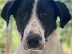 Franka, geb. ca. 06/2019, lebt in GRIECHENLAND, im städt. Tierheim Serres