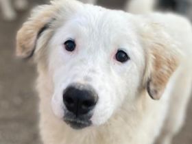 Ginger, geb. ca. 05/2022, lebt in GRIECHENLAND, im städt. Tierheim Serres