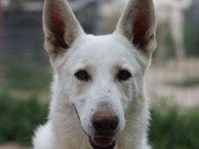 Gobi, geb. ca. 04/2021, lebt in GRIECHENLAND, im städt. Tierheim Serres