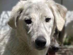 Insa, geb. ca. 12/2021, lebt in GRIECHENLAND, auf einer privaten Pflegestelle