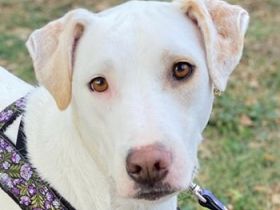 Janna, geb. ca. 10/2019, lebt in GRIECHENLAND, auf einer privaten Pflegestelle