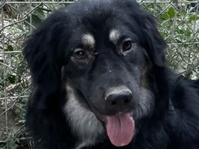 Jaydana, geb. ca. 11/2021, lebt in GRIECHENLAND, im städt. Tierheim Serres