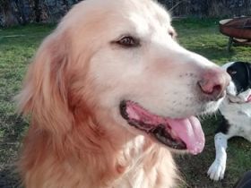 Goldy, geb. ca. 10/2019, lebt auf einer Pflegestelle in 87763 Lautrach