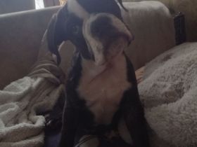 Zuckersüße Bulldoggen Babys (Englisch - old English Bulldog)