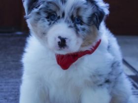 Zauberhafte reinrassige Aussie Welpen