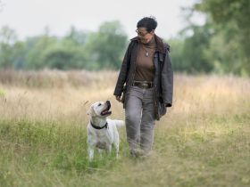 Labradore vom Hauendamm