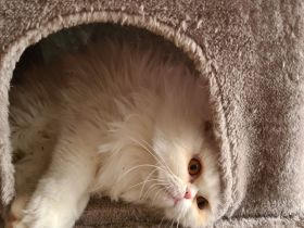 Maui sucht ein neues Zuhause