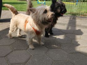 Cairn Terrier of Cherishwood