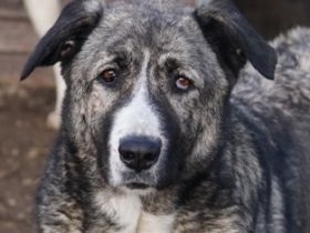 Jella, geb. ca. 09/2020, lebt in GRIECHENLAND, im städt. Tierheim Serres