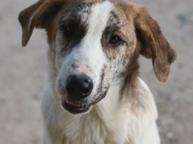 Lance, geb. ca. 02/2022, lebt in GRIECHENLAND, im städt. Tierheim Serres