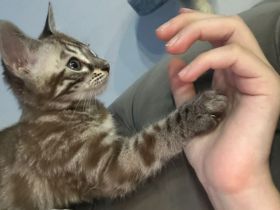 Bengalen mit kompletter Austattung abzugeben