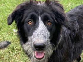 Lessa, geb. ca. 09/2022, lebt in GRIECHENLAND, im städt. Tierheim Serres