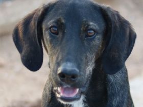 Lilja, geb. ca. 03/2022, lebt in GRIECHENLAND, auf einem Gelände, auf dem die Hunde notdürftig verso