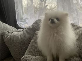 Zwergspitz Pomeranian