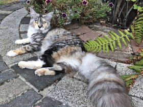 BELLA, 2,5 Jahre, MCO mit Stammbaum ab April auszugsbereit.