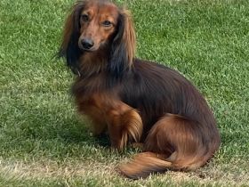 Zwerglanghaardackel Deckrüde