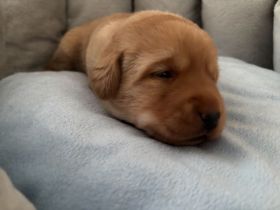 Labrador-Retriever Welpen in Foxred. Mit Ahnentafel!