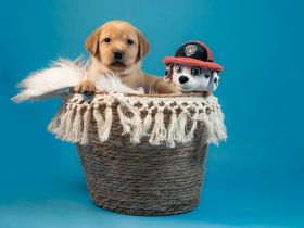 Nur noch vier Labrador-Retriever reinrassig in Foxred. Mit Ahnentafel!