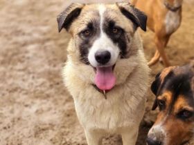 Aufenthaltsort: Griechenland/Tierheim Mirtofito Beschreibung: Smilla sucht Traumzuhause!