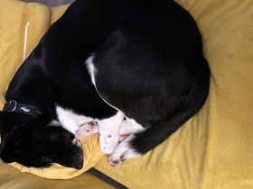 Benno sucht dringend neues Zuhause