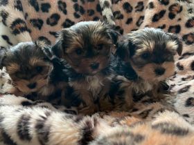 Wunderschöne Reinrassige Mini Yorkshire Terrier Welpen