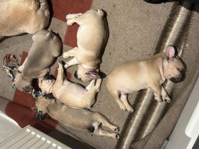 französische bulldogge reinrassig