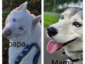 Welpen suchen liebevolle zuHause