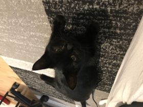 Europäisch kurzhaar