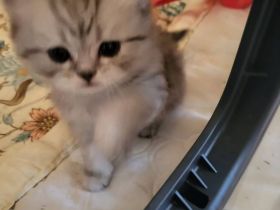 Kätzchen für neues Haus verfügbar