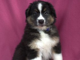 Zwei Abgabebereite reinrassige Aussie Rüden