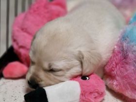 ** Labrador Welpen aus Hausaufzucht **