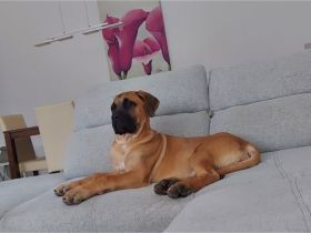 Cane Corso Hündin 22 Wochen alt