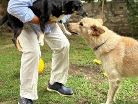 Snow unser Notfellchen