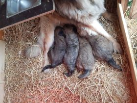 4 Leonberger Welpen "Mädchen" Abzugeben